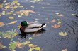 Duck swims in pond with leaves