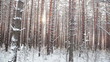 Walking in the woods, Steadicam shot