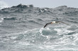 Black-browed Albatross flying over waves.