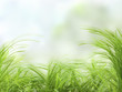 herbes
