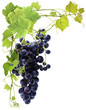 grappe de raisin noir
