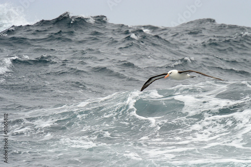 Photo: Black-browed Albatross flying over waves. Black-browed Albatross flying over waves.