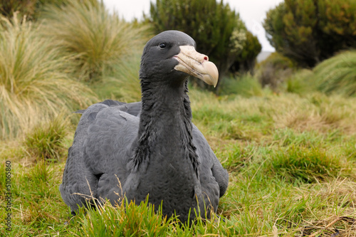 Photo: Southern Giant Petrel Southern Giant Petrel