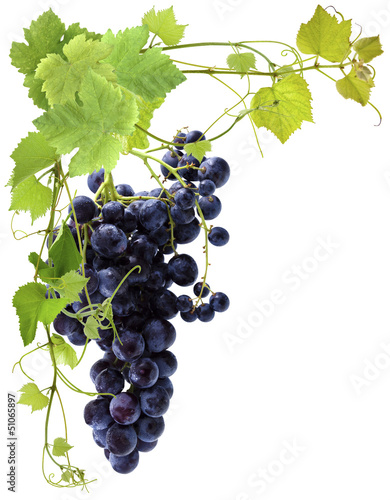 Photo: grappe de raisin noir grappe de raisin noir