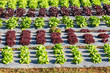 Salad vegetables