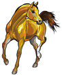 brown arabian horse