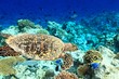 Sea Turtle