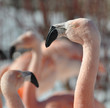 Flamingo Portrait