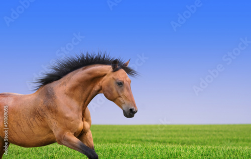 Photo: Pferd Warmblut galoppiert auf Weide Pferd Warmblut galoppiert auf Weide