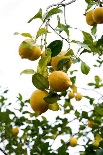 Photo: Zitronenbaum Zitronenbaum
