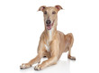 Italian Greyhound