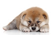 Japanese Shiba inu