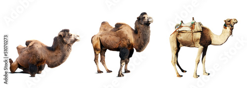 Photo: Set of camels Set of camels