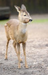Deer in forest