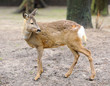 Deer in forest