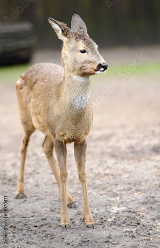 Photo: Deer in forest Deer in forest