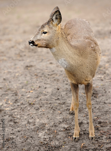 Photo: Deer Deer