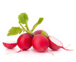 Small garden radish