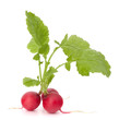 Small garden radish with leaves