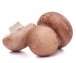 Brown champignon mushroom