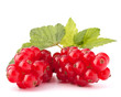 Red currants and green leaves still life