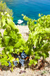 vineyard on Cap de Peyrefite near Cerbere, Languedoc-Roussillon,