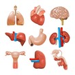 Organs