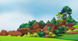 A forest with big rocks