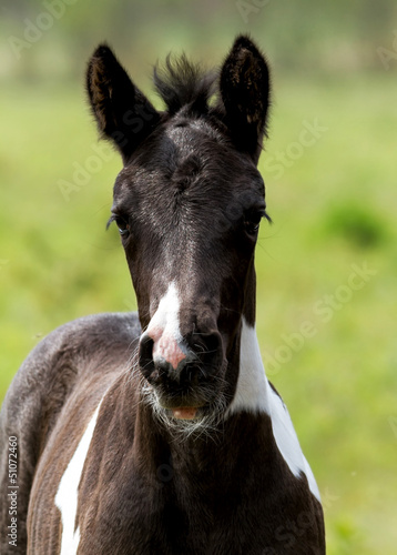 Photo: Young foal Young foal