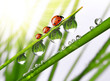 fresh morning dew and ladybird