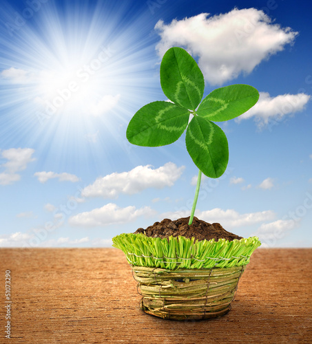 Photo: Clover in decorative pot Clover in decorative pot
