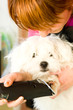 Foto: Grooming Maltese dog Grooming Maltese dog