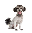 Photo: Shih tzu poodle mixed Shih tzu poodle mixed