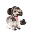 Photo: Shih tzu poodle mixed Shih tzu poodle mixed