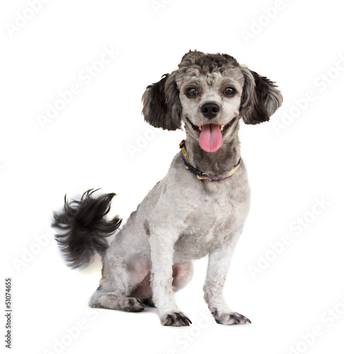 Photo: Shih tzu poodle mixed Shih tzu poodle mixed