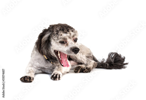 Photo: Shih tzu poodle mixed Shih tzu poodle mixed