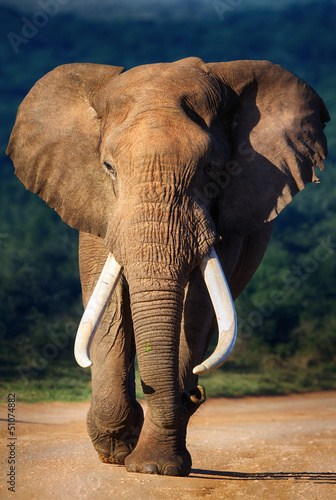 Photo: Elephant approaching Elephant approaching