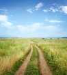 summer landscape