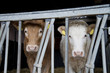 cows  in a dutch  stable