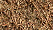 Anthill