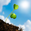 The sprout reaches for the sky