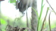 closeup man hand pick up red cap mushroom in forest