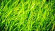 Grass