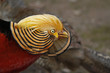 Goldfasan