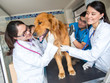 Foto: Dog at the vet Dog at the vet