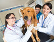 Doctor examining a dog