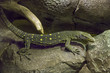 rock monitor (Varanus albigularis)