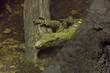 rock monitor (Varanus albigularis)