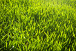 grass