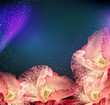 Vector: congratulation vector background with poppies congratulation vector background with poppies